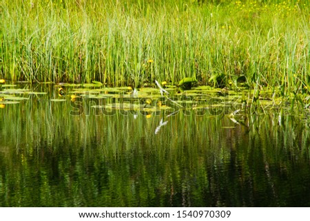Forest lake with blooming flowers on a background of reeds.