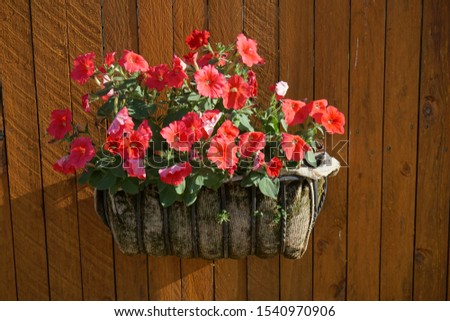 The wooden fence with the red petunias in full bloom hanging off it.
