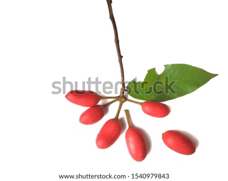 Red of ripe fruit Local fruit in the northeast of Thailand. Royalty-Free Stock Photo #1540979843