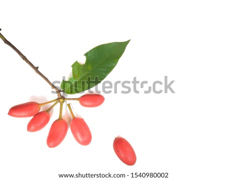 Red of ripe fruit Local fruit in the northeast of Thailand. Royalty-Free Stock Photo #1540980002