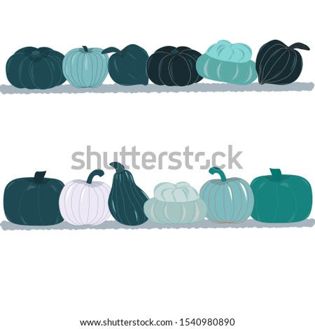 Fall harvest blue green pumpkins on shelves. Unique and delicious varieties of winter squashes. Vector Illustration.