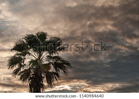 View of Toddy palm or Cambodian palm and Beautiful sky as the background. copy space.