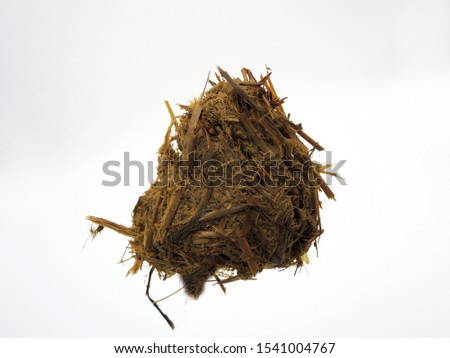 Bolus from ruminant stomach after cow has chewed the cud close up photo. The ruminant species have one stomach that is divided into four compartments: rumen, reticulum, omasum and abomasum.          Royalty-Free Stock Photo #1541004767