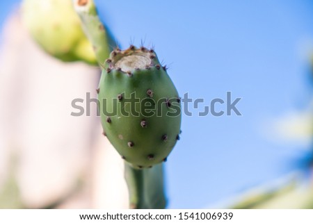 The prickly pear is the fruit of a cactus plant known as Opuntia ficus-indica, originated in Mexico and the most widespread of the domesticated cactuses. Turkish known as "dikenli incir, Hint inciri"