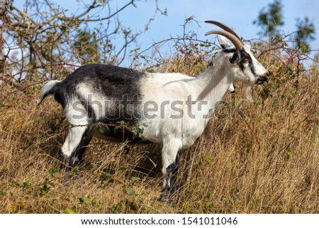 A black and white goat with horns photographed on a hill in the middle of Germany from the side. The animal eats grass. Sunshine and blue sky.