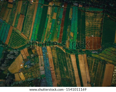 Vegetable farms in Ooty India