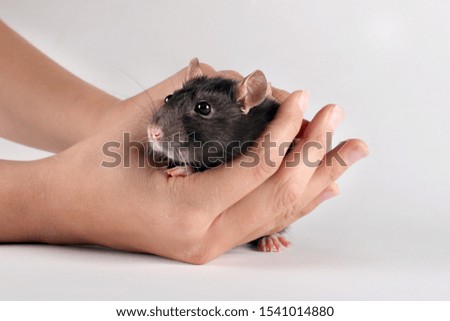 The girl carefully holding cute small rat on a light background.The black fluffy rat is a symbol of 2020.Closeup.Mouse-a symbol according to the Eastern horoscope 