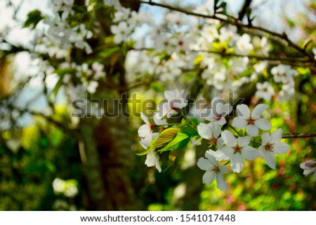 A close-up photo of flowering fruit trees. Softly defocused background with nice bokeh; shallow depth of field.