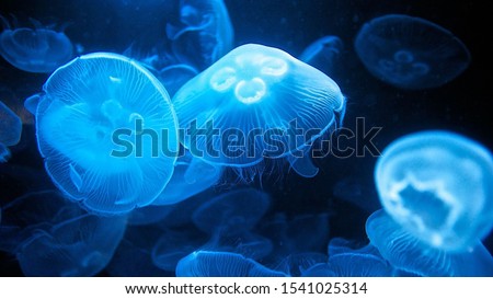magical shining jellyfish underwater in the dark Royalty-Free Stock Photo #1541025314