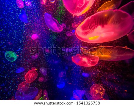 magical colorful jellyfish underwater in the dark Royalty-Free Stock Photo #1541025758