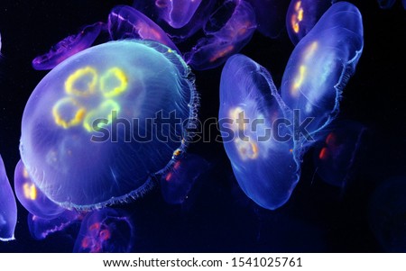 magical colorful jellyfish underwater in the dark Royalty-Free Stock Photo #1541025761