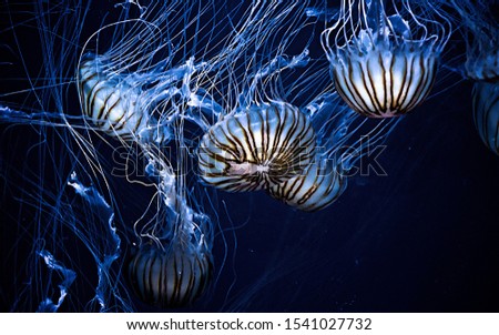 magical shining jellyfish underwater in the dark Royalty-Free Stock Photo #1541027732