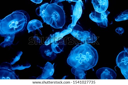 magical shining jellyfish underwater in the dark Royalty-Free Stock Photo #1541027735