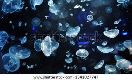 magical shining jellyfish underwater in the dark Royalty-Free Stock Photo #1541027747