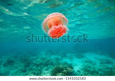 magical colorful jellyfish underwater in turquoise sea Royalty-Free Stock Photo #1541032583