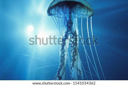 beautiful magical shining jellyfish underwater Royalty-Free Stock Photo #1541034362