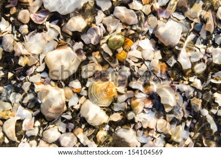 Water flows over shells at the beach