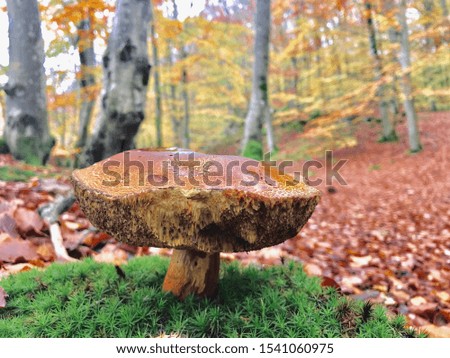 I’m not sure if it is a mushroom or fungus in Sweden/malmø nationalpark.Just have to take picture of this because it have a unique look.