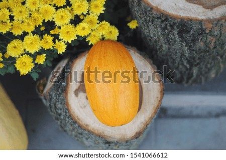 Stylish golden pumpkins and squash in city street, holiday decorations store fronts and buildings. Halloween street decor. Space for text. Trick or treat. Happy halloween. Autumn market