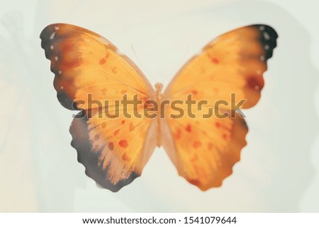 orange butterfly. blurred image. double exposure. template for design