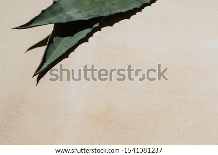 Agave leaves on white canvas, with neutral blank space. Royalty-Free Stock Photo #1541081237