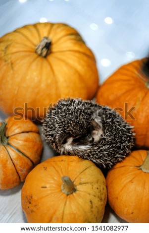 Cute little hedgehog curled in a ball lies on pumpkins. Autumn Thanksgiving Background. Copyspace - holidays, animals and celebration concept