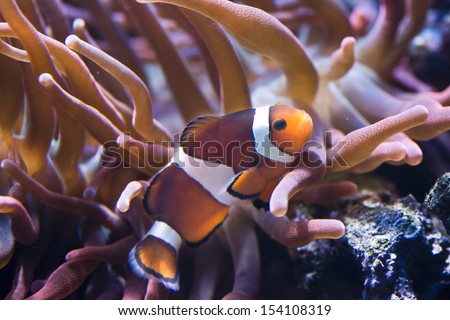 Amphiprion  Sp - Clownfish  snuggles into the host anemone