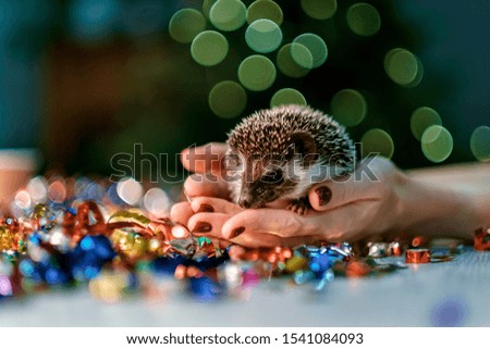 Christmas card - little cute hedgehog sits on hands. fir background. New year card hedgehog. Holidays, winter and celebration concept.
