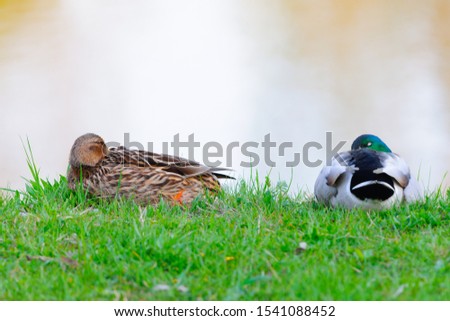 Two Mallard ducks , duck with drake sleeping in the grass at dusk, close-up. Genus species Anas platyrhynchos.