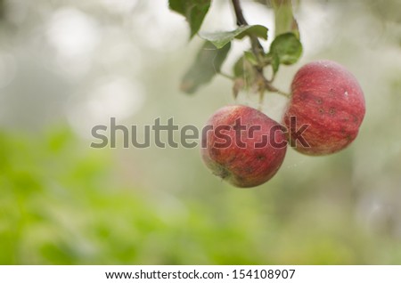 Close up view of two apples hanging on a branch in foggy morning