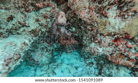 Red lionfish - one of the most dangerous fish which is living nearby the coral reef in maldives island. Beautiful but dangerous aquatic animal