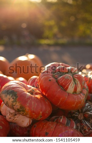 
big orange pumpkin in the market