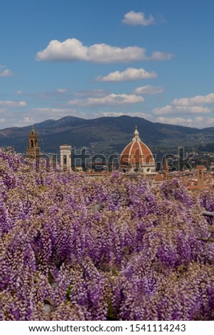 Santa Maria del Fiore and Cupola of Brunelleschi seen from a Colourful Garden Full of Wisteria Flowers in Florence Italy a Sunny Spring Day under a Blue Sky with Puffy Clouds 