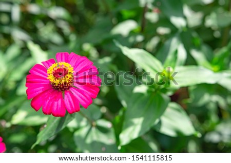 Wild flowers that bloom in the countryside Soft focus image