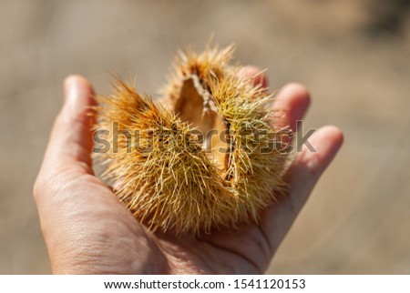 Details of prickly needles, of a chestnut hedgehog, held in the hands, in autumn