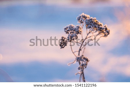 frosty plant by the sea
