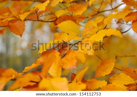 Autumn background. Closeup autumn leaf