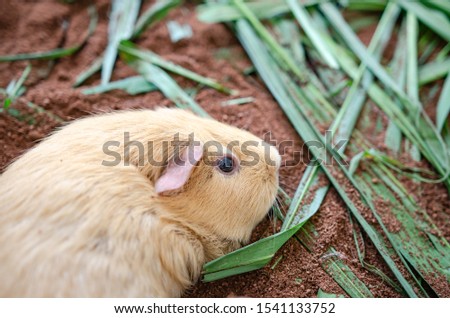 Guinea pig rats in the zoo Soft focus image