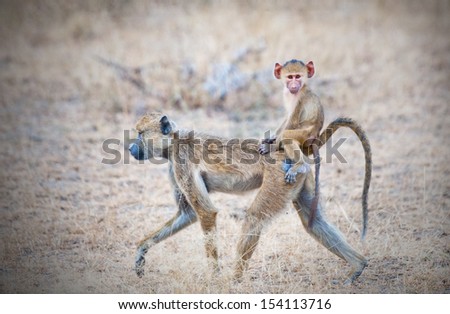 yellow baboon mother walking through the savannah with its baby on the back - national park selous game reserve in tanzania