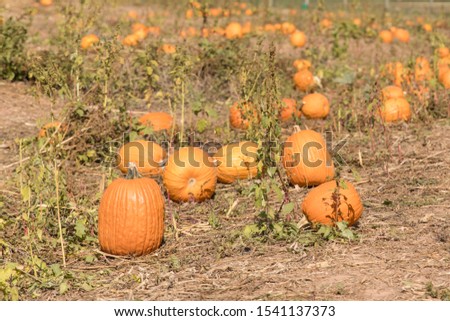 different types of pumpkins. multi-colored pumpkins