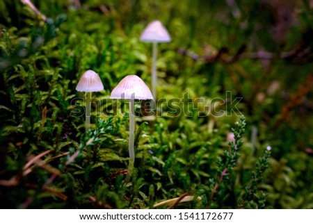 Mushroom close up in Forest with Mystic lights