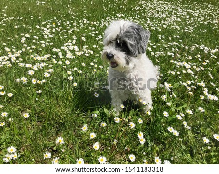 Sweet White Havanese Dog in a Spring Meadow with White Daisies.Happy Dog in the Nature 