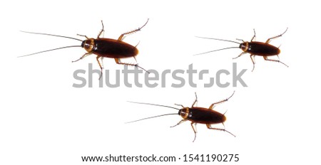 Cockroaches on a white background.
