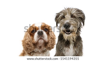portrait group two dogs, cavalier and purebred tramp dog for web side. isolated on white background. Royalty-Free Stock Photo #1541194355
