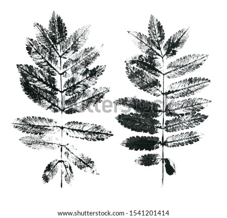 Leaf ink stamp. Black isolated on white background. For prints, interior decoration, cards and covers.
