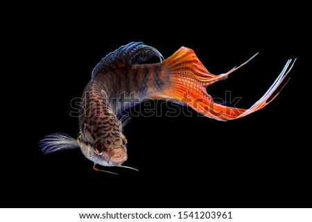 Paradise fish, or Macropodus Opercularis, isolated on black background