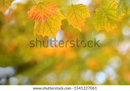 Autumn Tree Leaves on Light Yellow Background 
