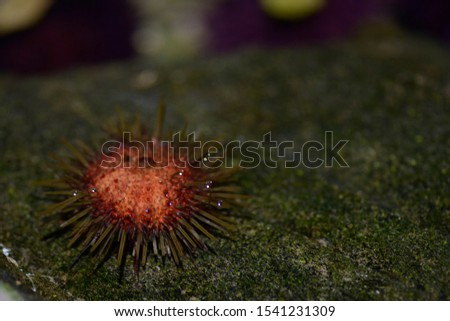 Echinoids, commonly known as sea urchins, are a class of the echinoderm edge