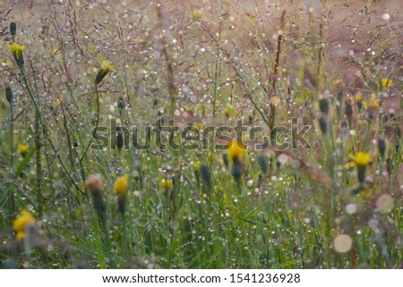 Autumn meadow yellow wild flower and green grass with drops of dew, after the rain at countryside, pictured at farm in rural Finland, foggy mood, bokeh