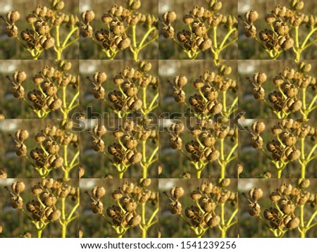 A sequence of variant pictures of  dry seed pods of the semi-shrub Ruta graveolens. Macro photography with shallow focus. Step by step. Preform for decorative framing. 
